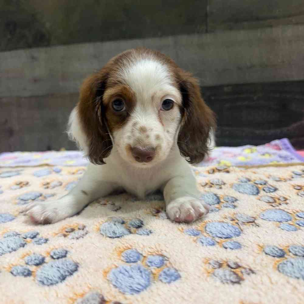 pet breed image