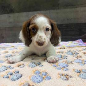 Dachshund