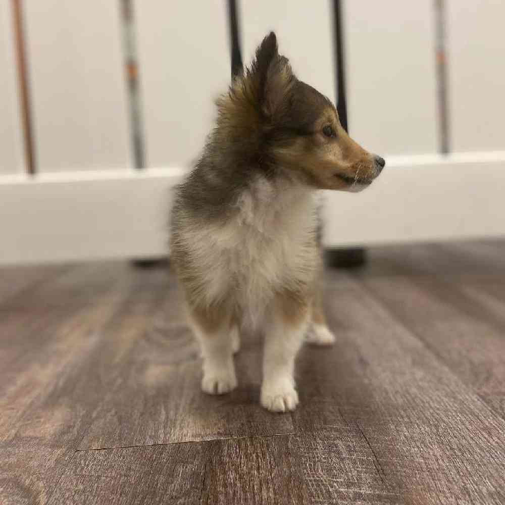 Male Sheltie Puppy for sale