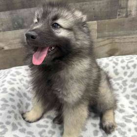 Keeshond