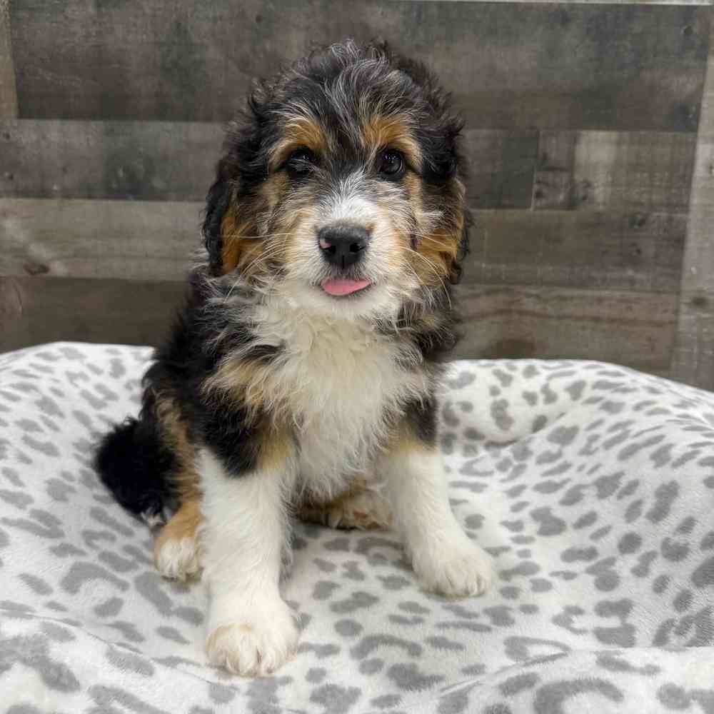 Image of a pet breed in the gallery