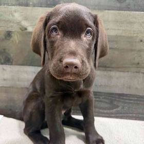 Labrador Retriever