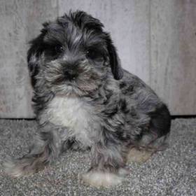 Mini Schnauzer