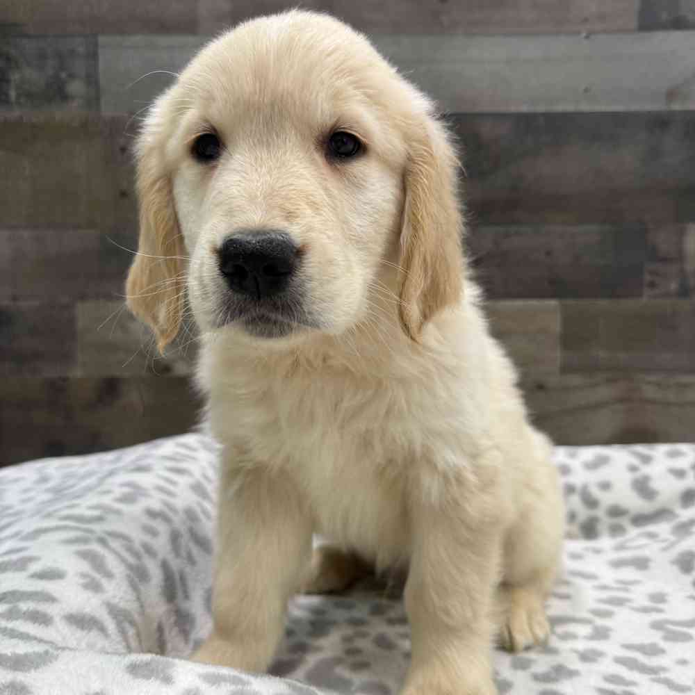 pet breed image