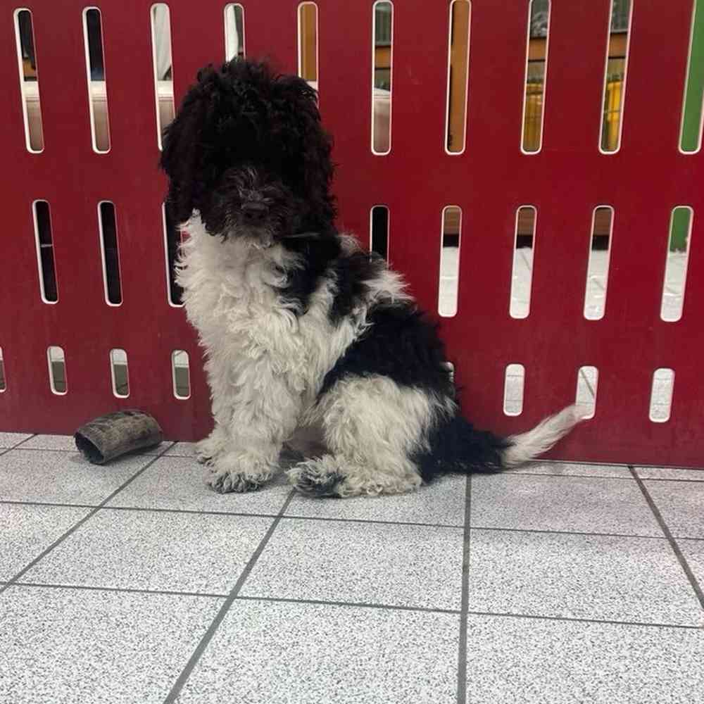 pet breed image
