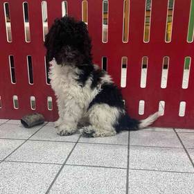 Cavapoo