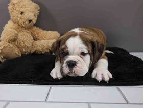Bulldoggle