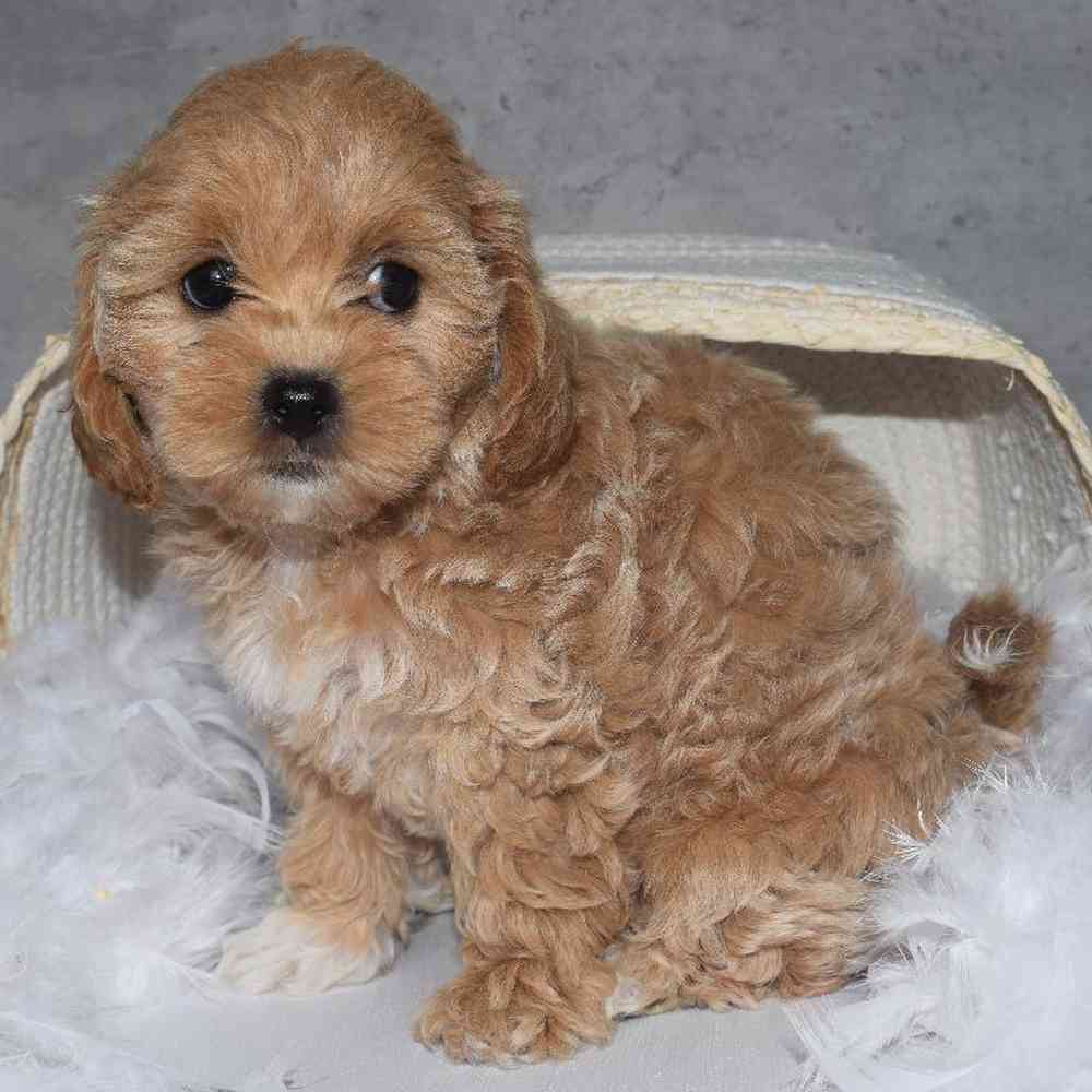 Female Shipoo Puppy for sale