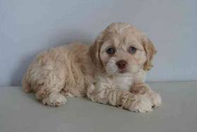 Cockapoo