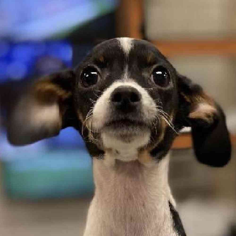 Male Cavalier/ Rat Terrier Puppy for sale