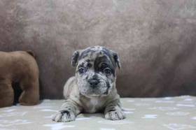 French Bulldog - Bull Mastiff