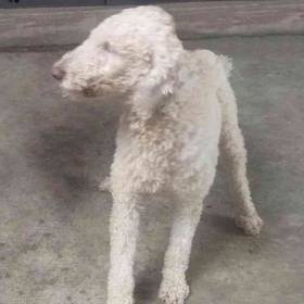 Huskypoo - Siberian Husky / Poodle