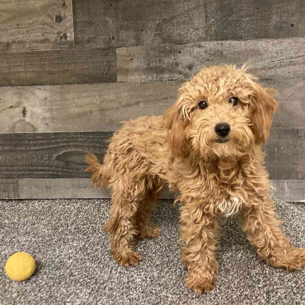 Dogs & Puppies for Sale in Troy, Michigan | The Family Puppy
