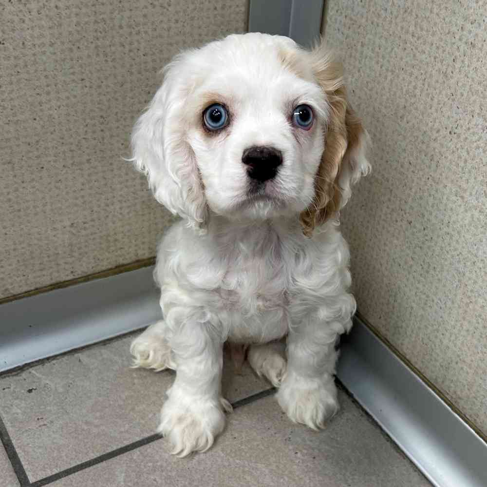 Shelly