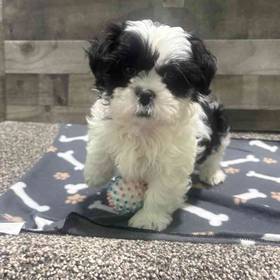 Shih Tzu