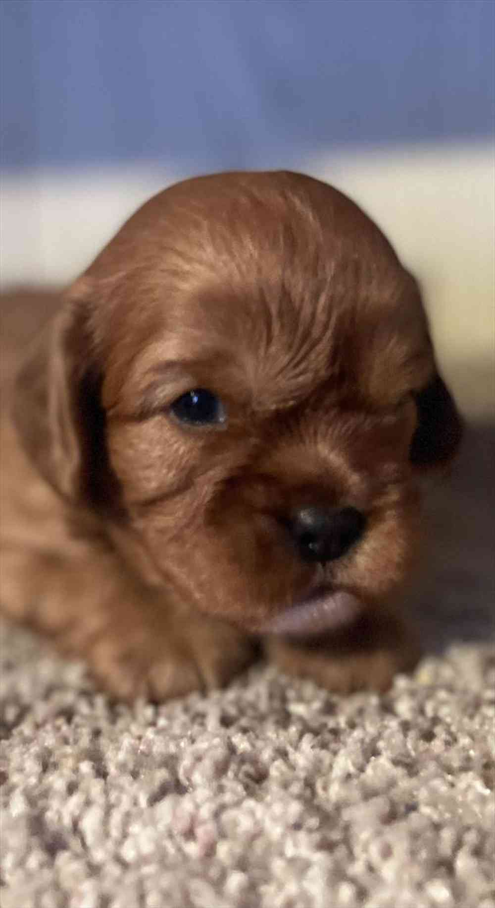 pet breed image
