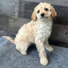 Cavapoo