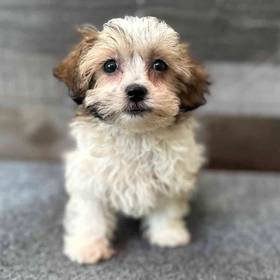 Shih Tzu-Bichon