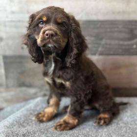 Cockapoo
