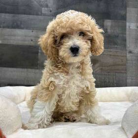 Mini Poodle