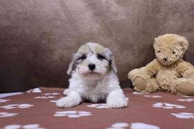 Maltipoo