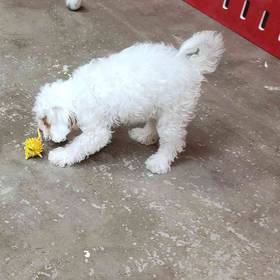 Cavapoo