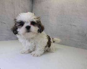 Shih Tzu