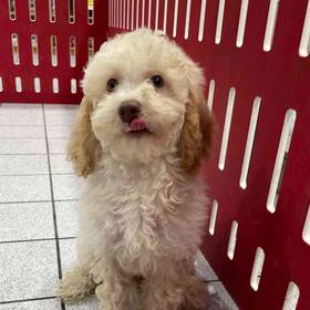 Fletcher, Male Mini Poodle Puppy for sale in Troy