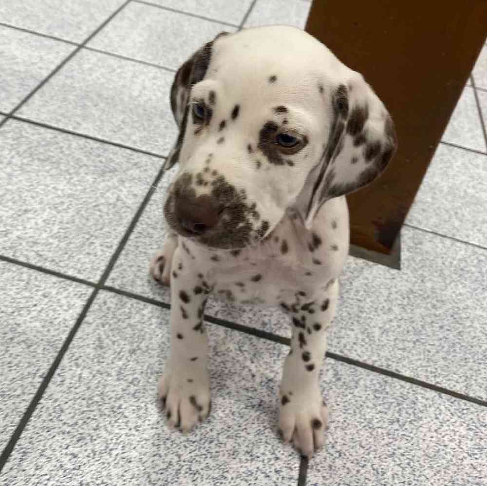 Female Dalmatian Puppy for sale