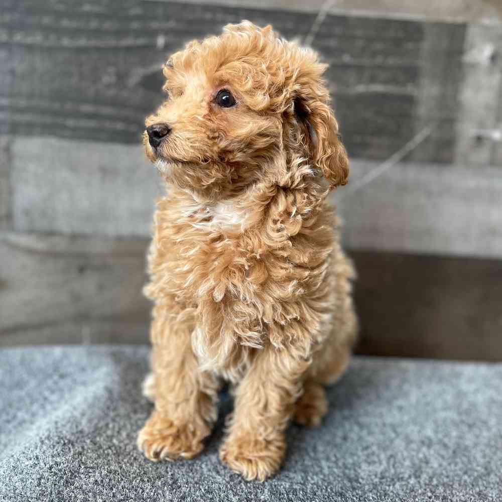 Image of a pet breed in the gallery