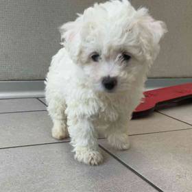 Bichon Frise