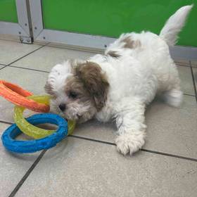 Shihpoo
