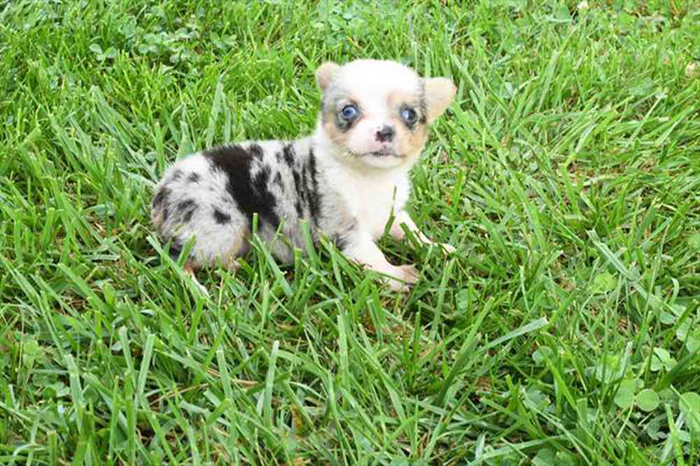 pet breed image