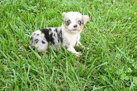 Pembroke Welsh Corgi