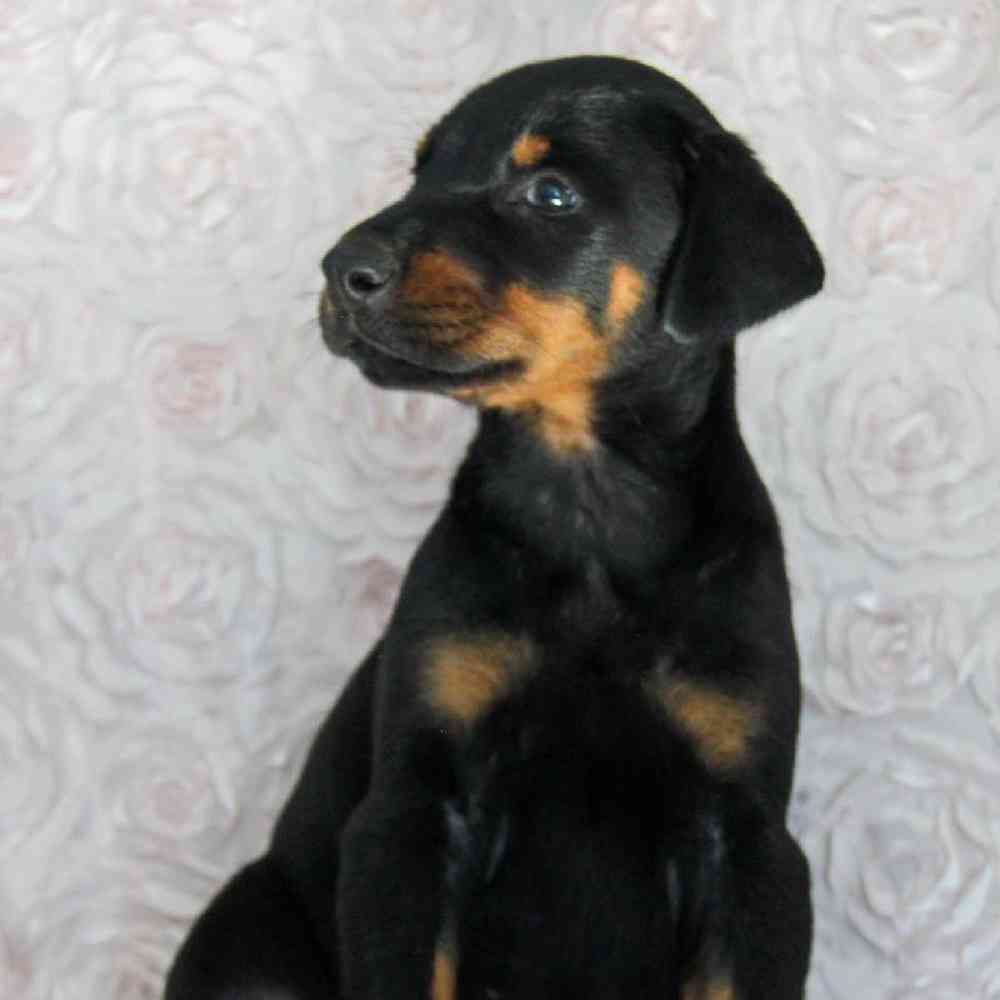 Male Doberman Pinscher Puppy for sale