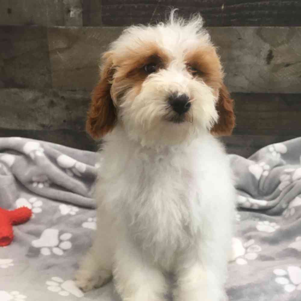 Image of a pet breed in the gallery