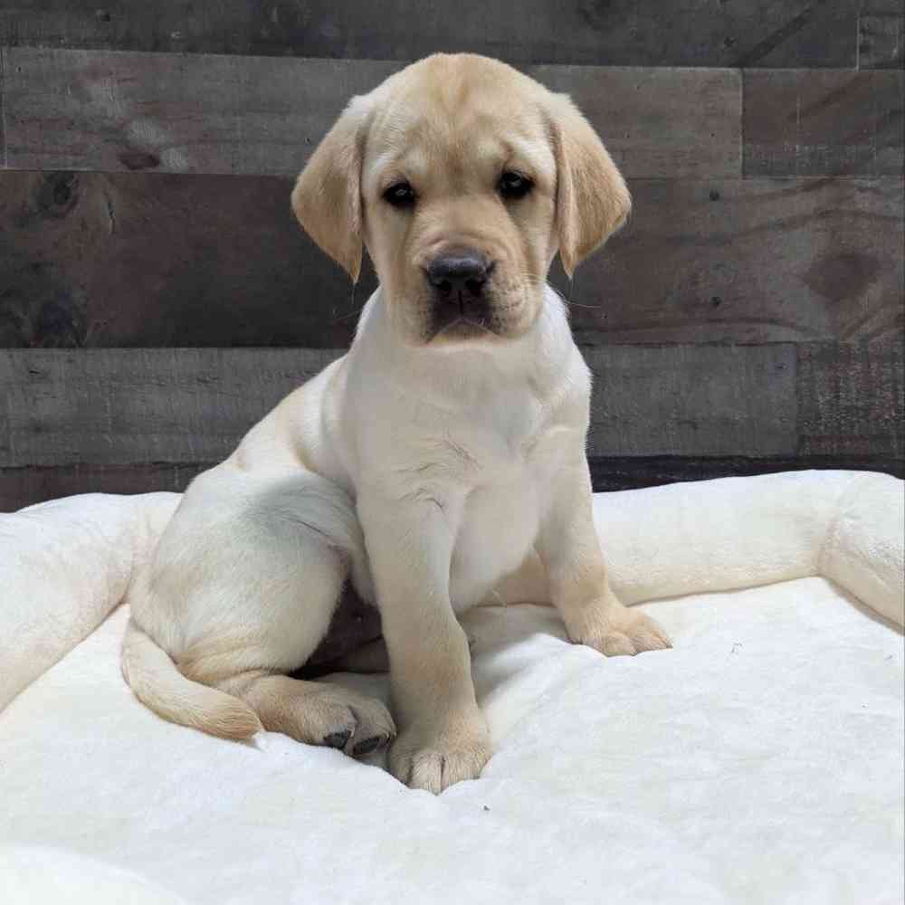 Image of a pet breed in the gallery