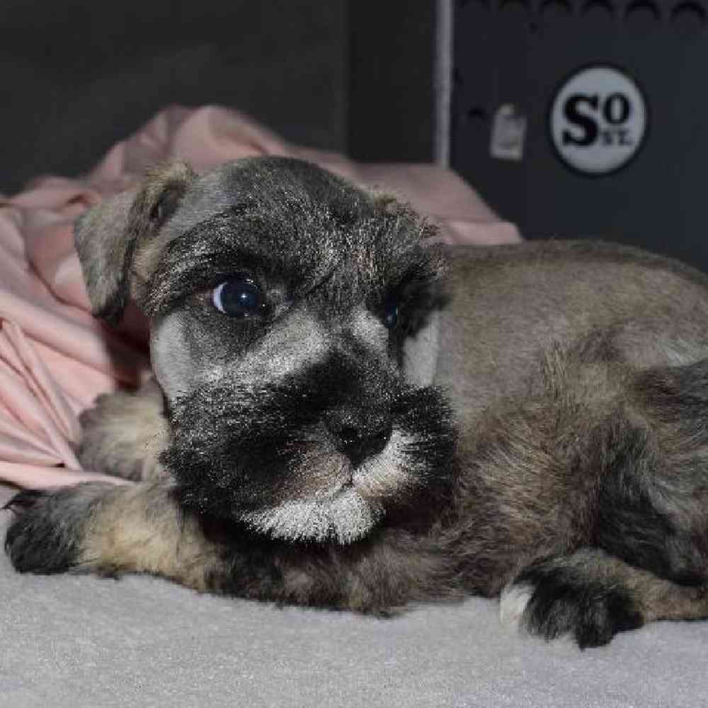 Male Mini Schnauzer Puppy for sale