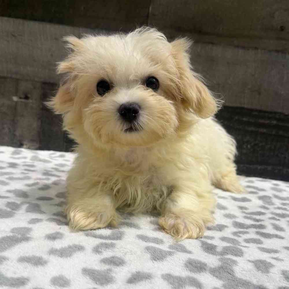 pet breed image