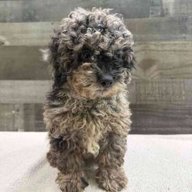 Shihpoo