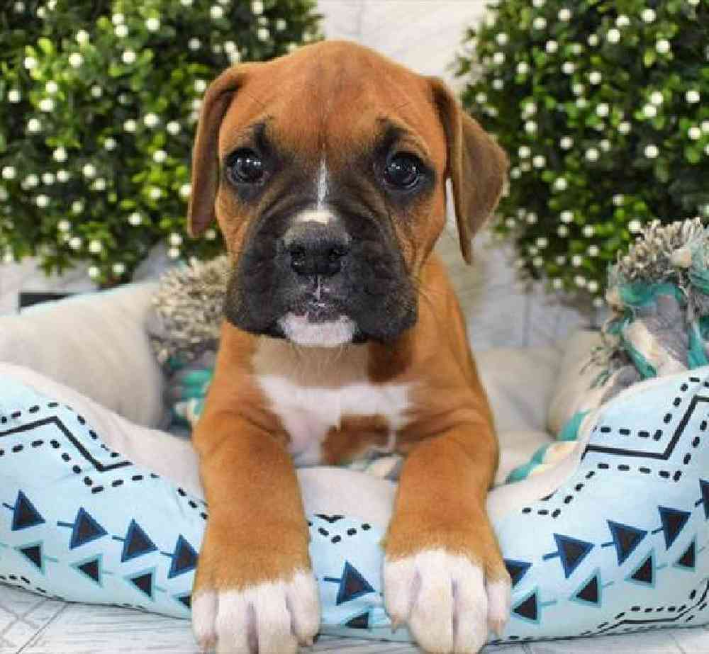 Pickle, Male Boxer Puppy for sale in Troy
