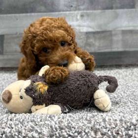 Mini Goldendoodle
