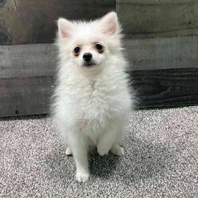 Pomeranian