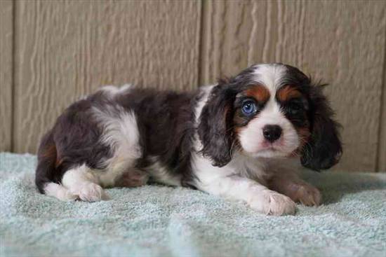 Cavalier King Charles Spaniel