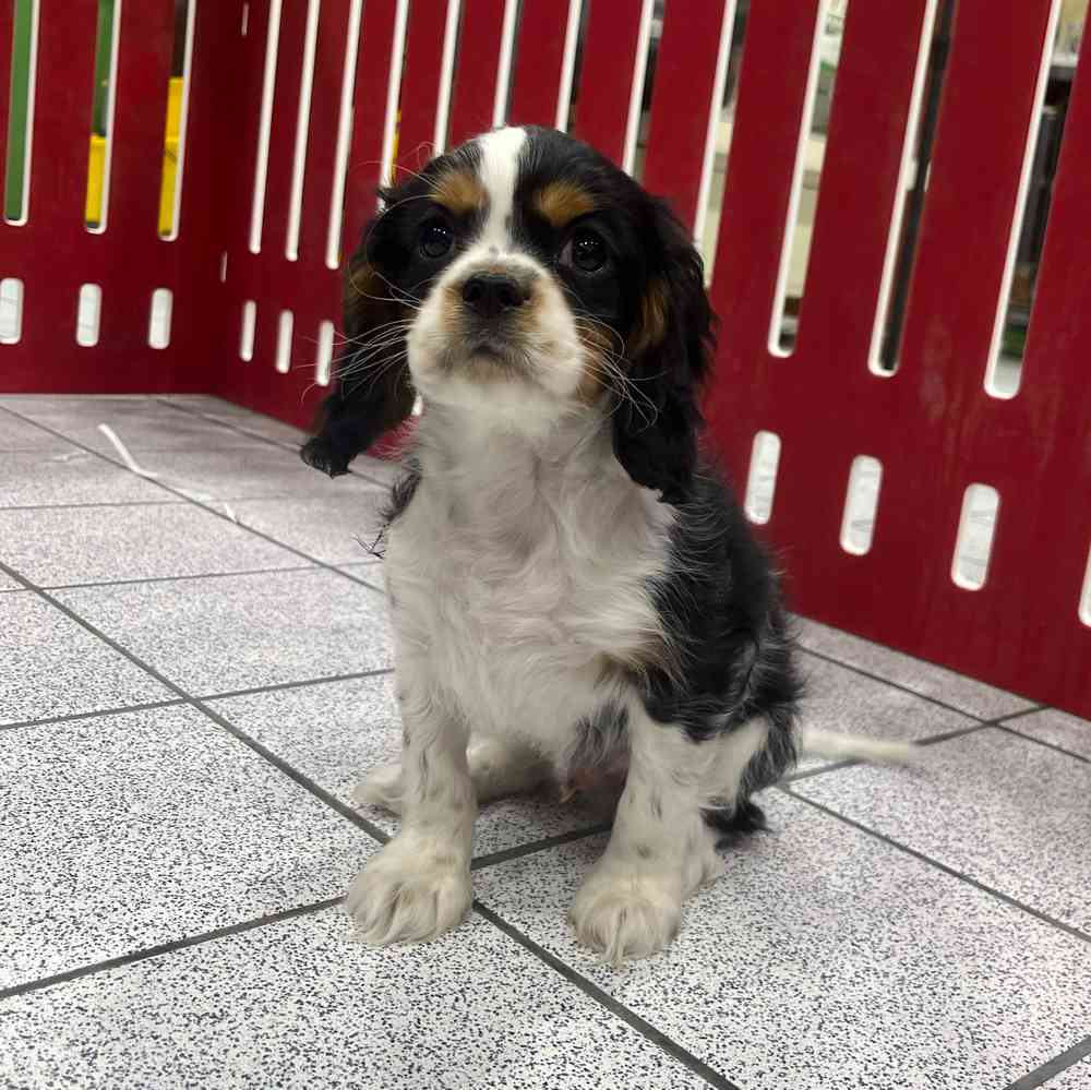 4 Sottobicchieri Con Simpatico Cavalier King Charles Spaniel - Regalo Originale Per Amanti Dei Cani, Sottobicchiere In Sughero Per Tazze Da Tè E Caffè