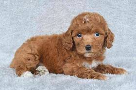 Poodle