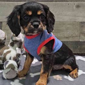 Cavalier King Charles Spaniel