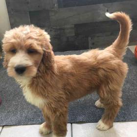 Goldendoodle