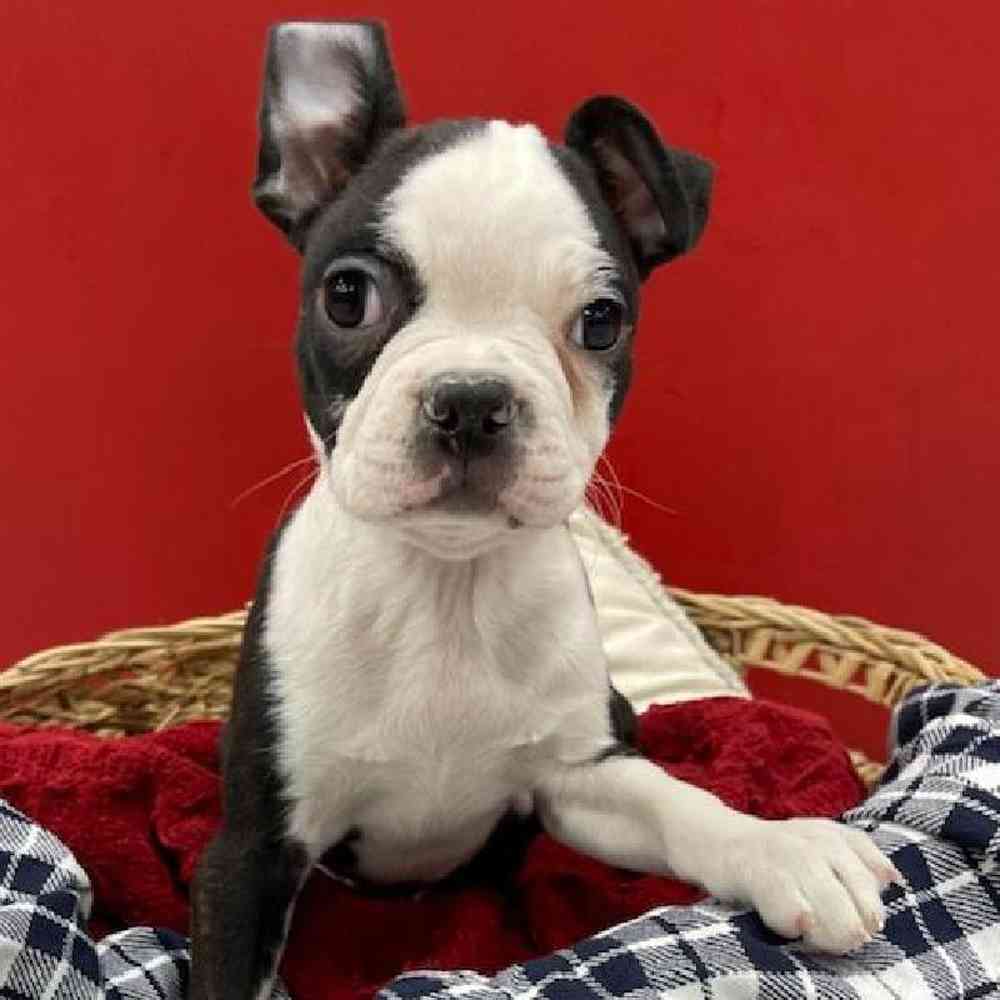 Female Boston Terrier Puppy for sale