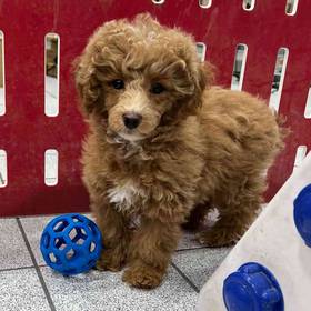 Coton Poodle